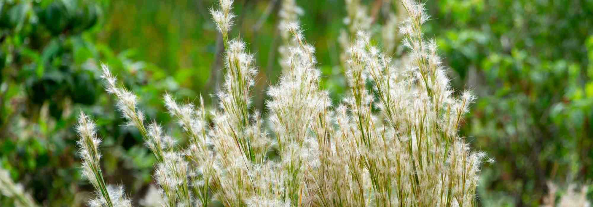 O Andropogon: plantar, cultivar e cuidar