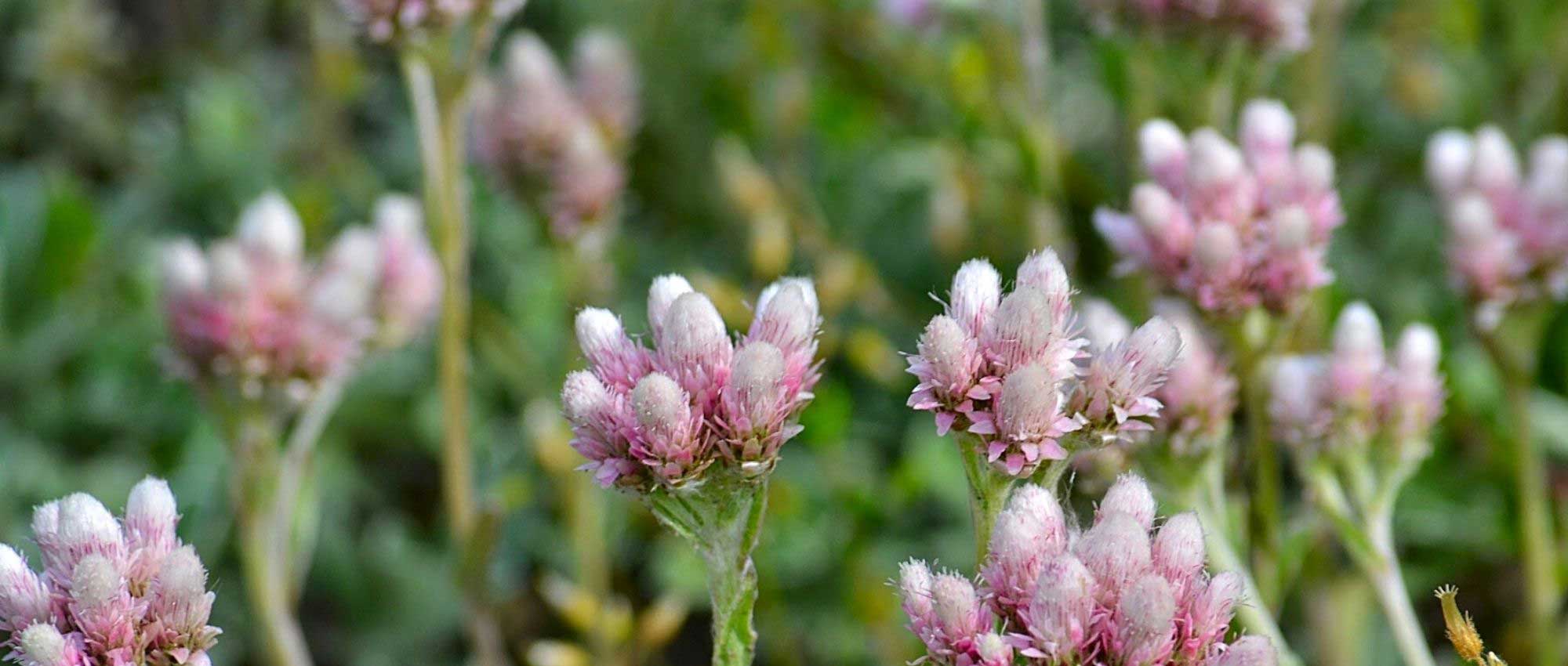 Antenária: plantar, cultivar e cuidar