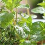 7 plantas aromáticas indispensáveis