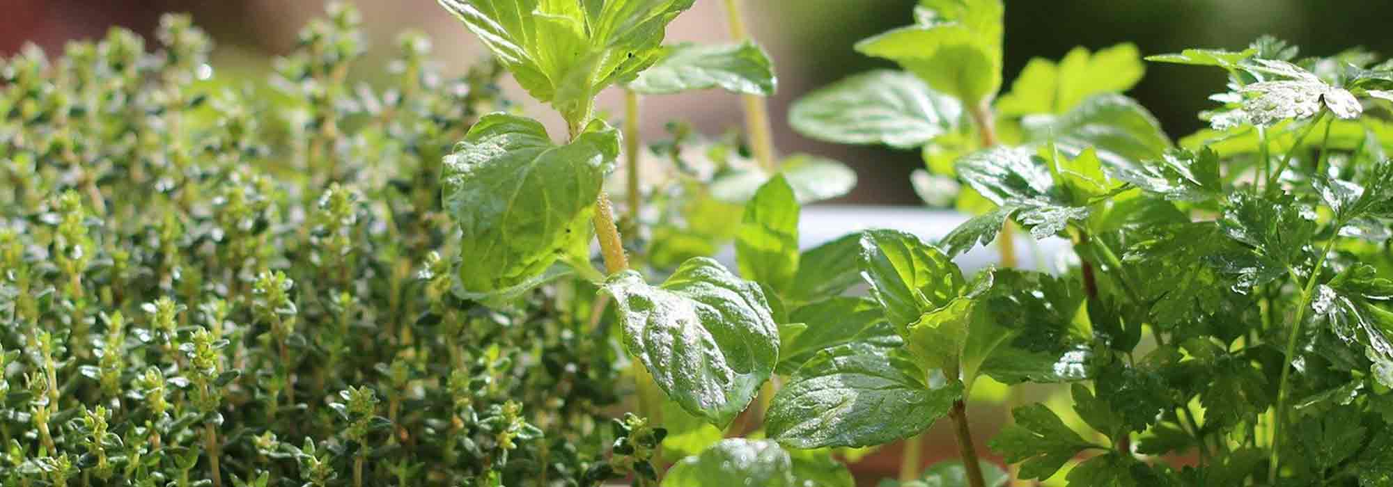 7 plantas aromáticas indispensáveis