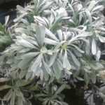 Borrifar uma planta