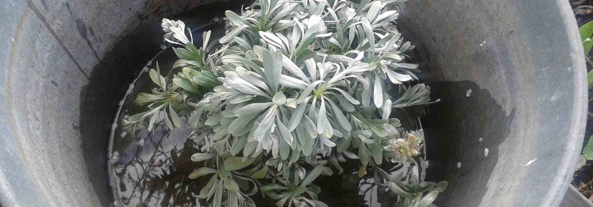 Borrifar uma planta
