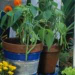 Como cultivar feijões em vaso?