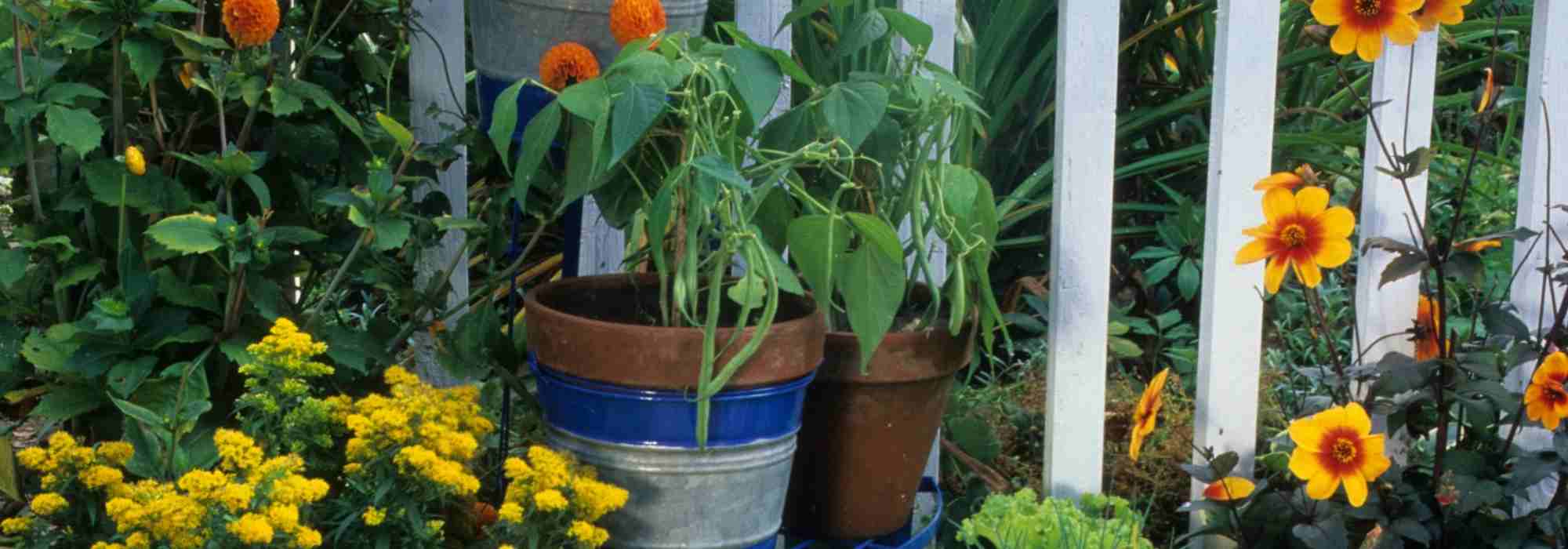 Como cultivar feijões em vaso?