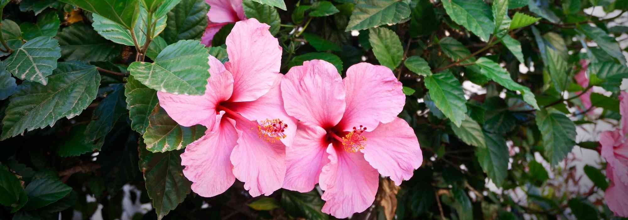 Cultivar um hibisco em vaso