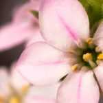 Urze-de-cheiro: plantar, cultivar e cuidar