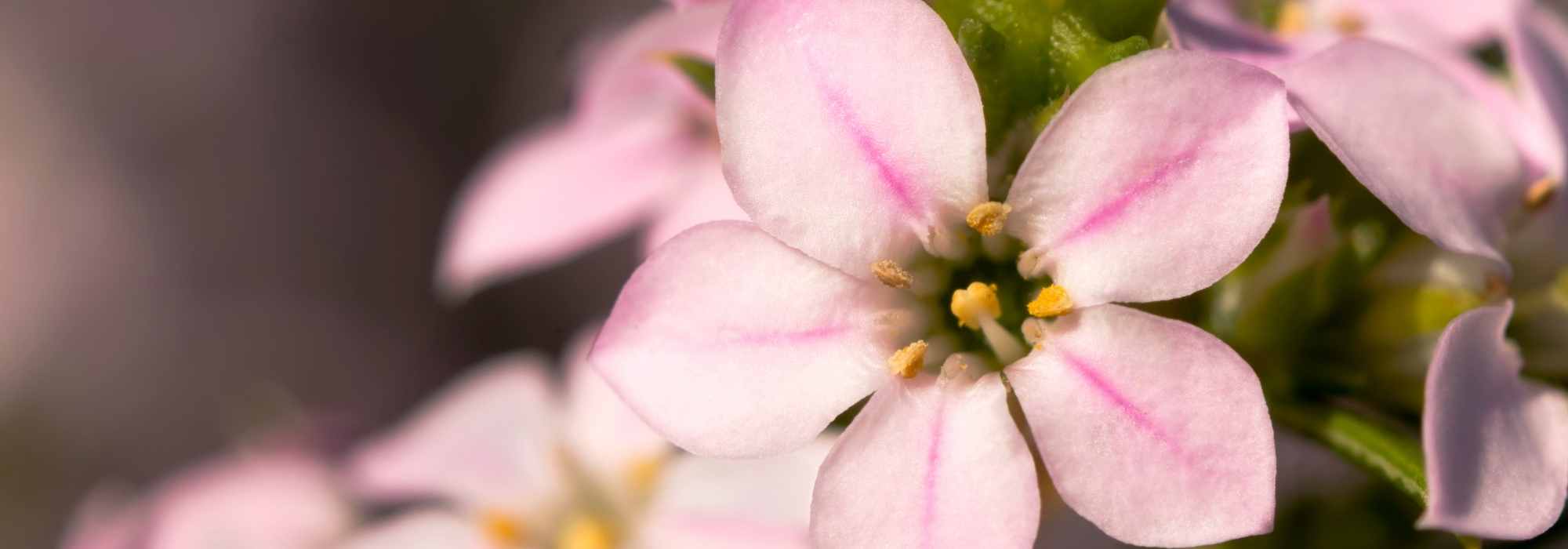 Urze-de-cheiro: plantar, cultivar e cuidar