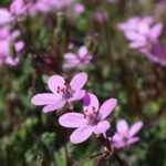 Erodium, Bico-de-cegonha: plantação, cultura e manutenção