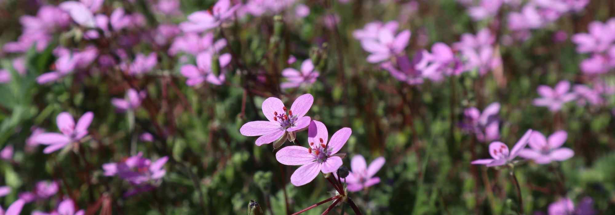 Erodium, Bico-de-cegonha: plantação, cultura e manutenção