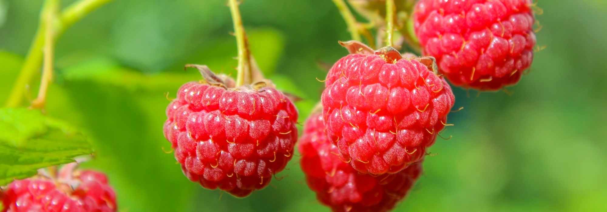 Como cultivar uma framboeseira em vaso?