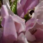 10 magnólias de flores cor-de-rosa