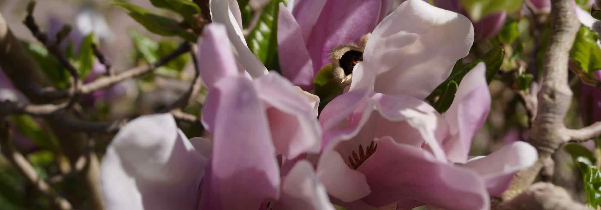 10 magnólias de flores cor-de-rosa