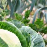5 legumes de folha para horta em altitude