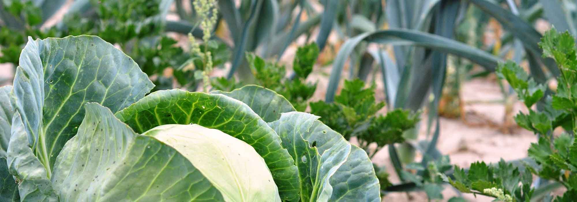 5 legumes de folha para horta em altitude