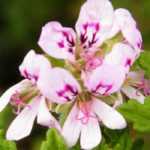 10 Sardinheiras de folhagem aromática