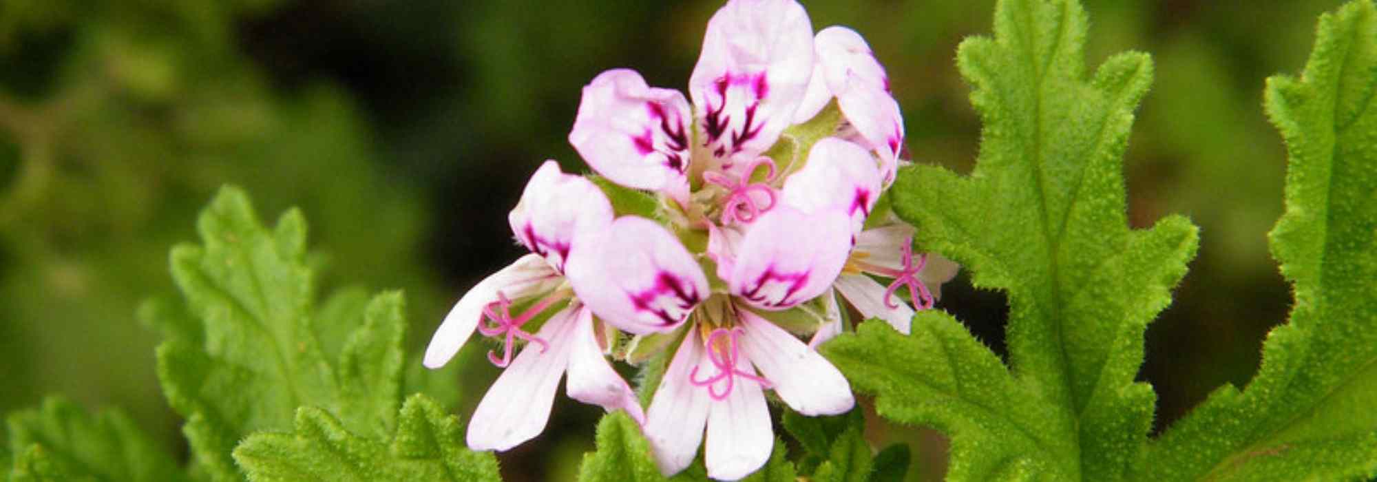 10 Sardinheiras de folhagem aromática
