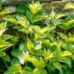 As plantas alergizantes ou urticantes