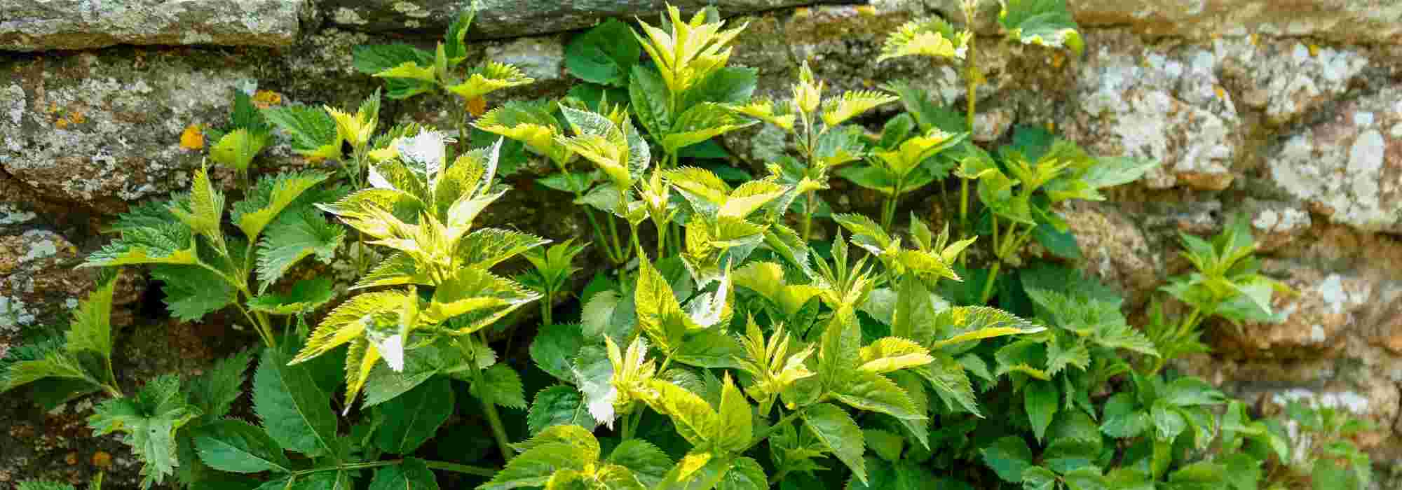 As plantas alergizantes ou urticantes