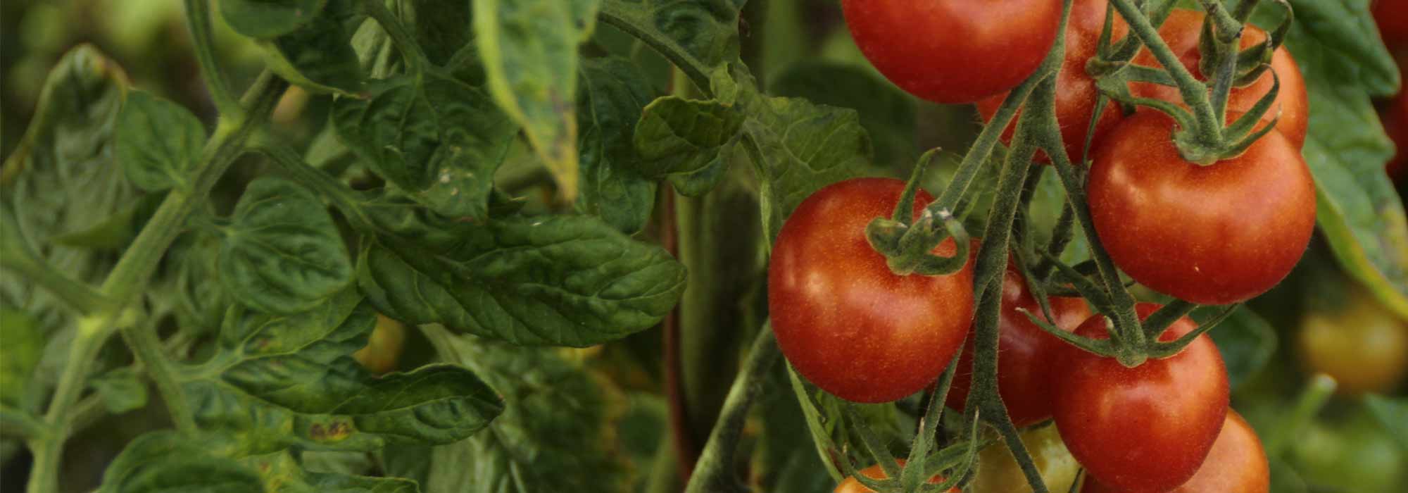 Como fazer chorume de tomate?