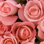 O perfume das roseiras
