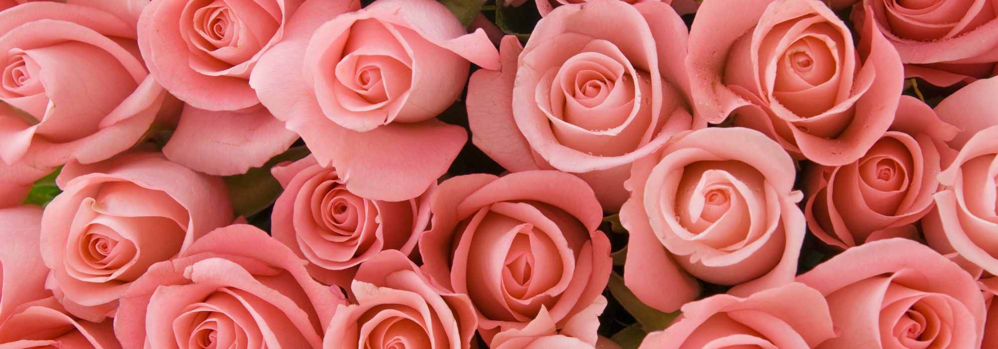 O perfume das roseiras