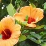 Como escolher um hibisco?