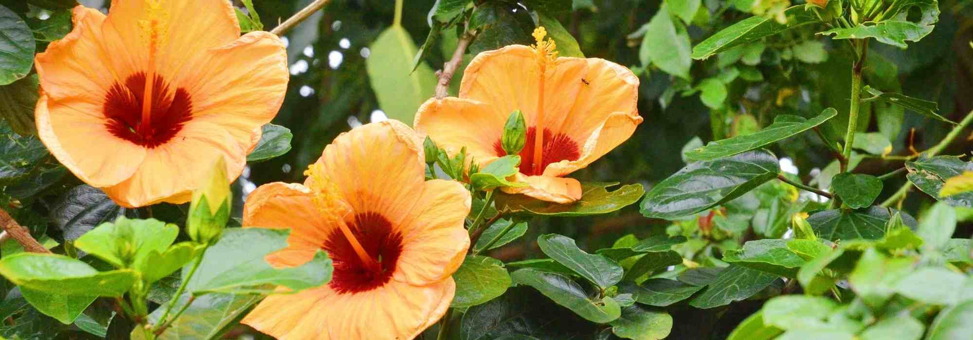 Como escolher um hibisco?