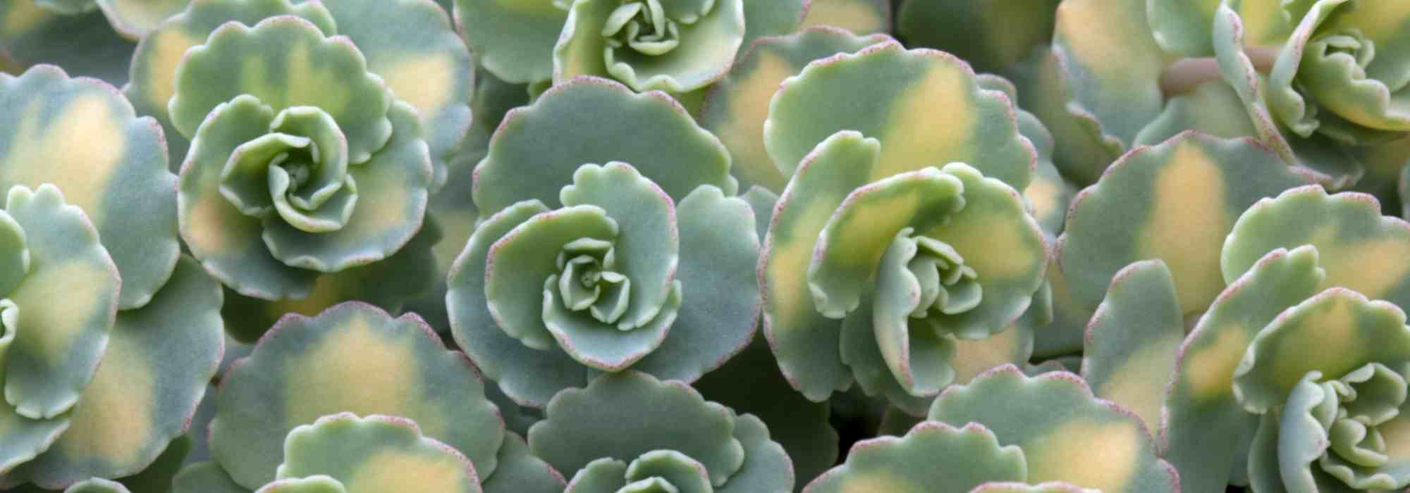 Sédum: 7 espécies e variedades tapizantes
