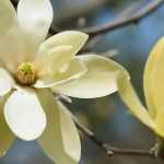 7 magnólias de flores amarelas