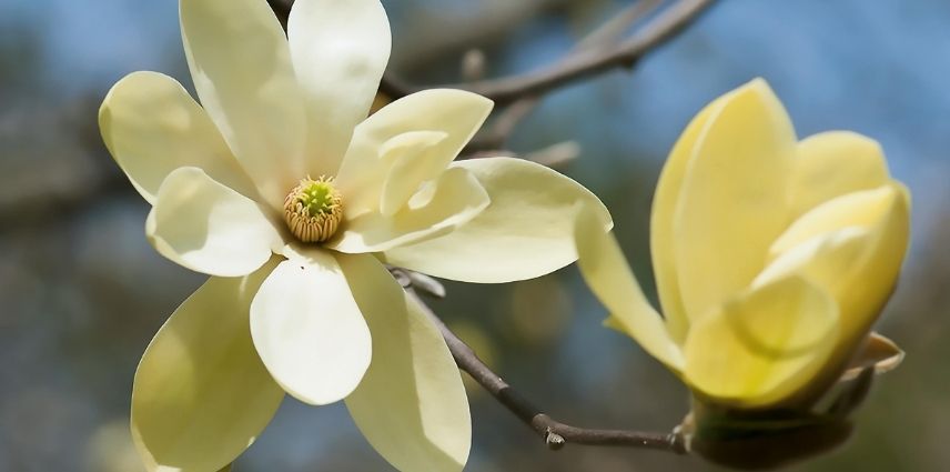 7 magnólias de flores amarelas