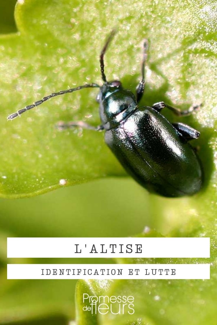 altisa