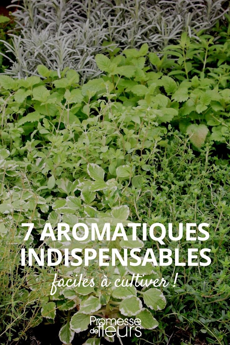 7 aromáticas indispensáveis