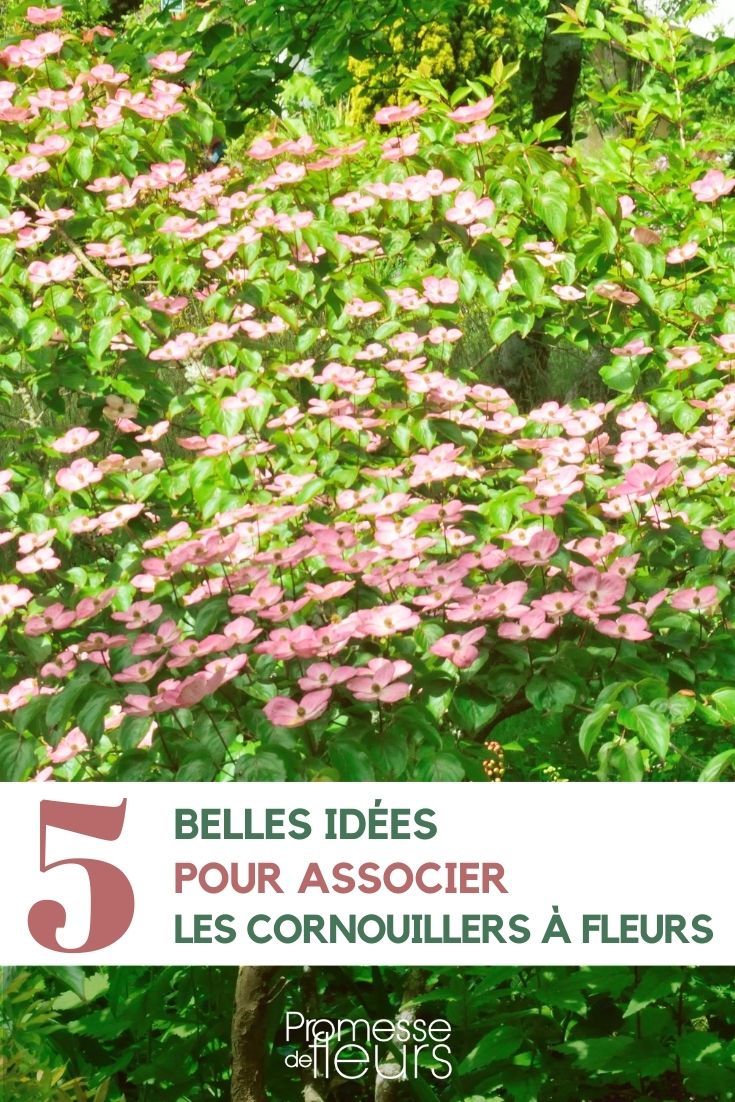 associação de corniso florido no jardim