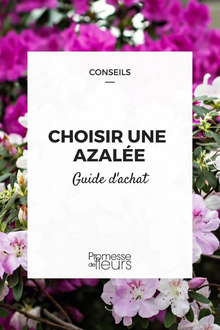 azaleias escolher