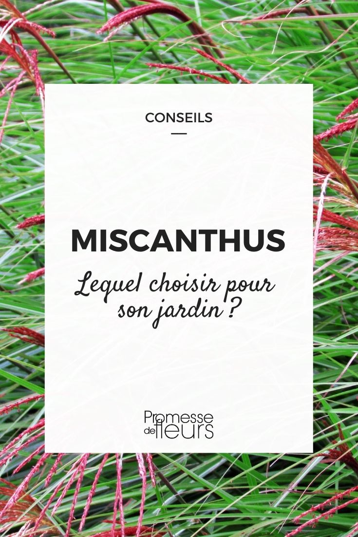Miscanto: guia de compra