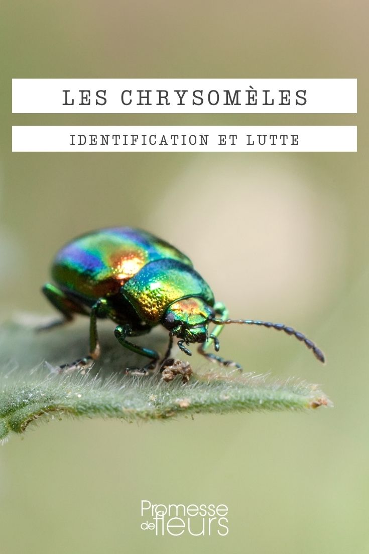 crisomela