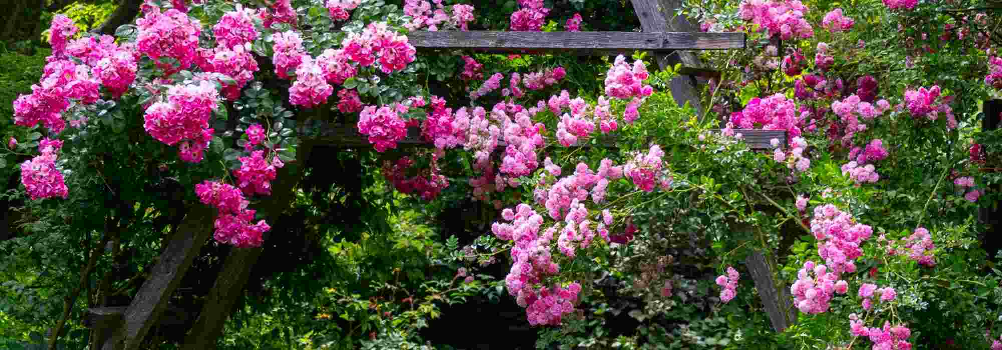 Como criar um roseiral ou um jardim de roseiras?