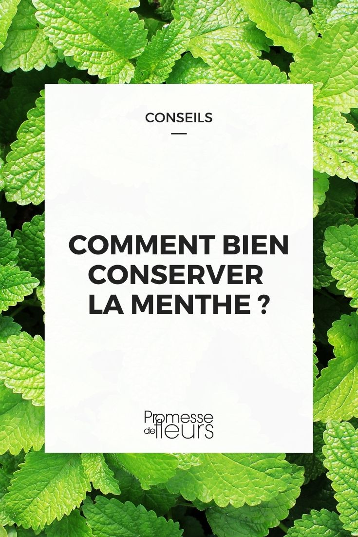 conservar a hortelã