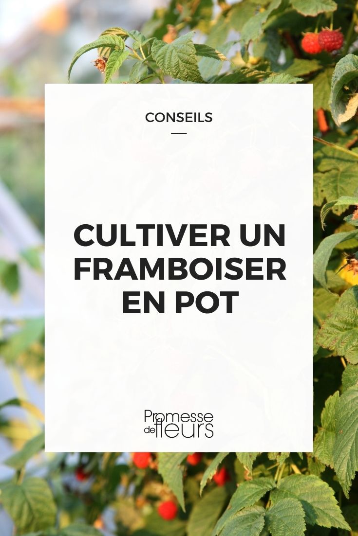 cultivar uma framboeseira em vaso
