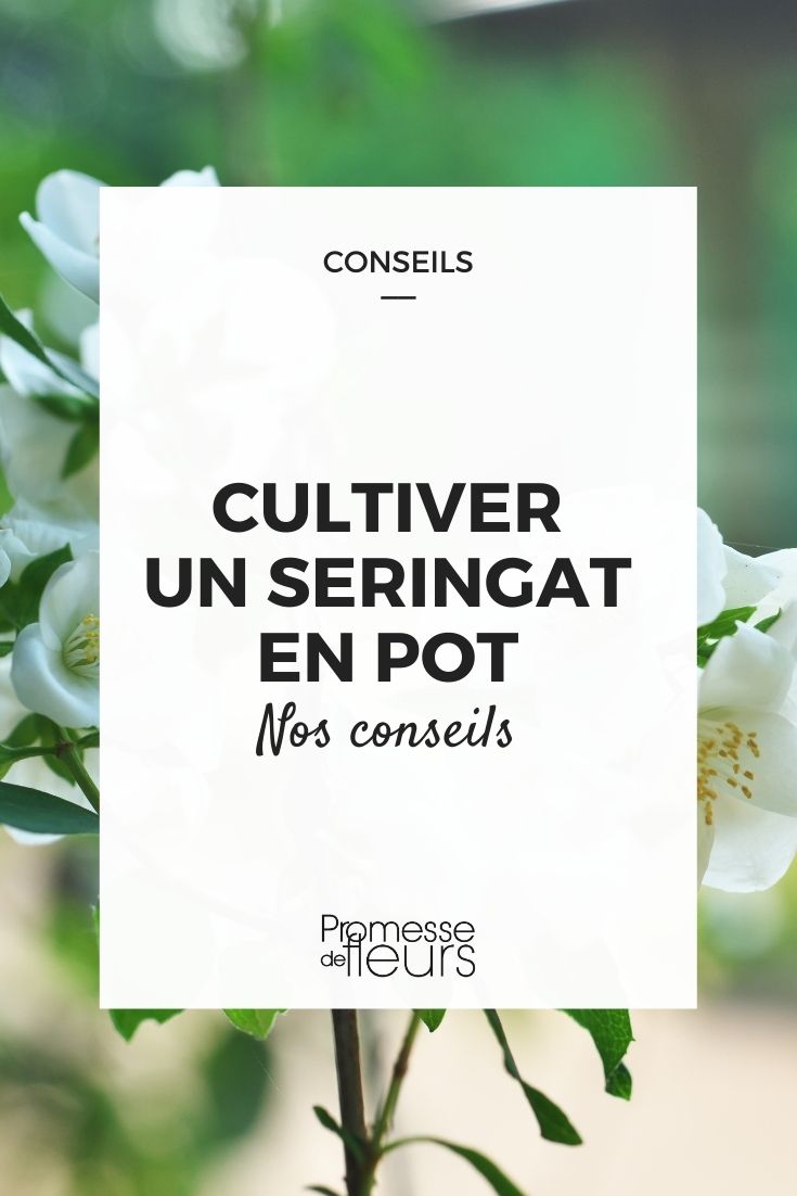 cultivar um filadelfo em vaso
