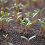 A germinação das plantas hortícolas