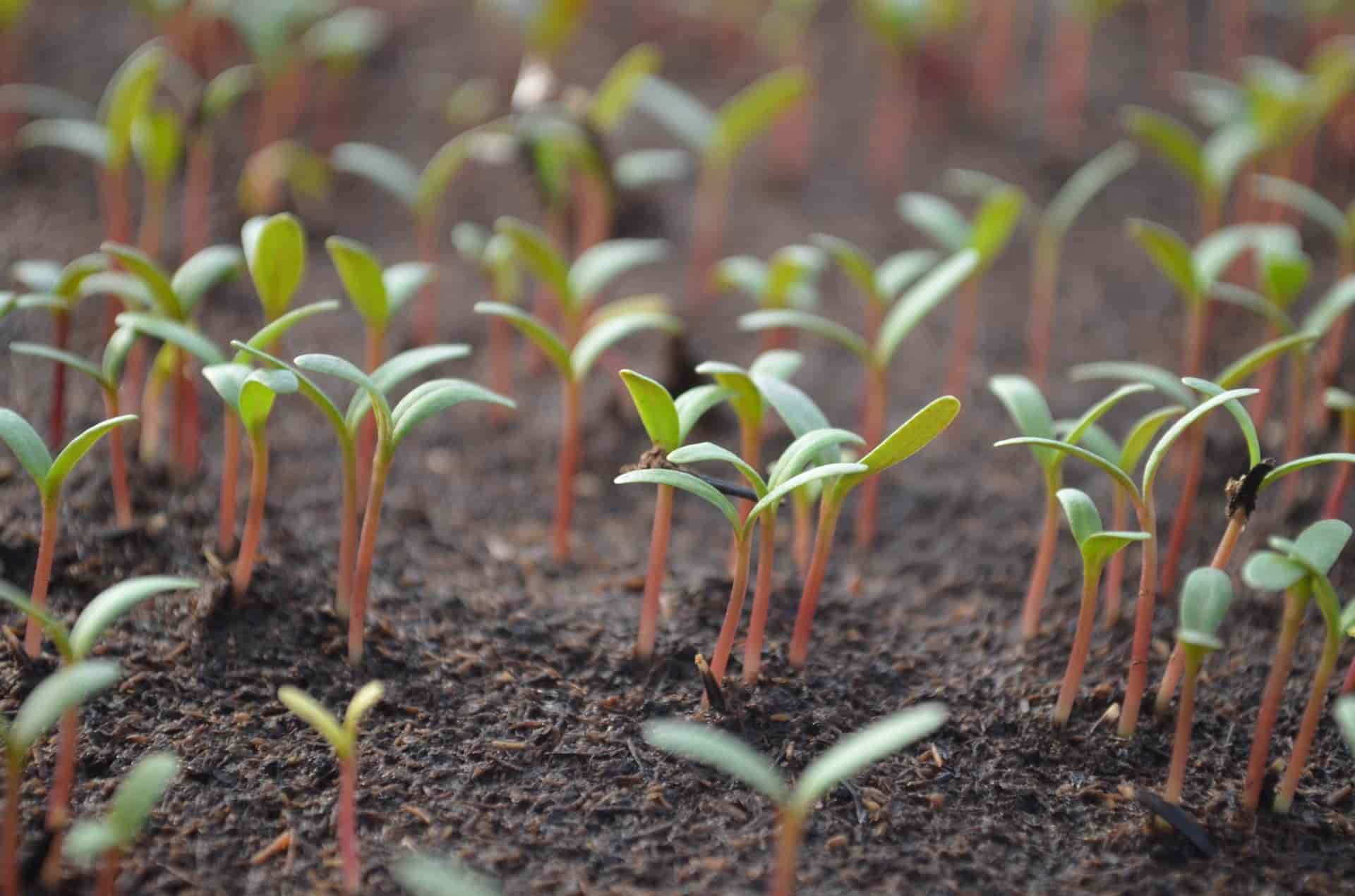A germinação das plantas hortícolas