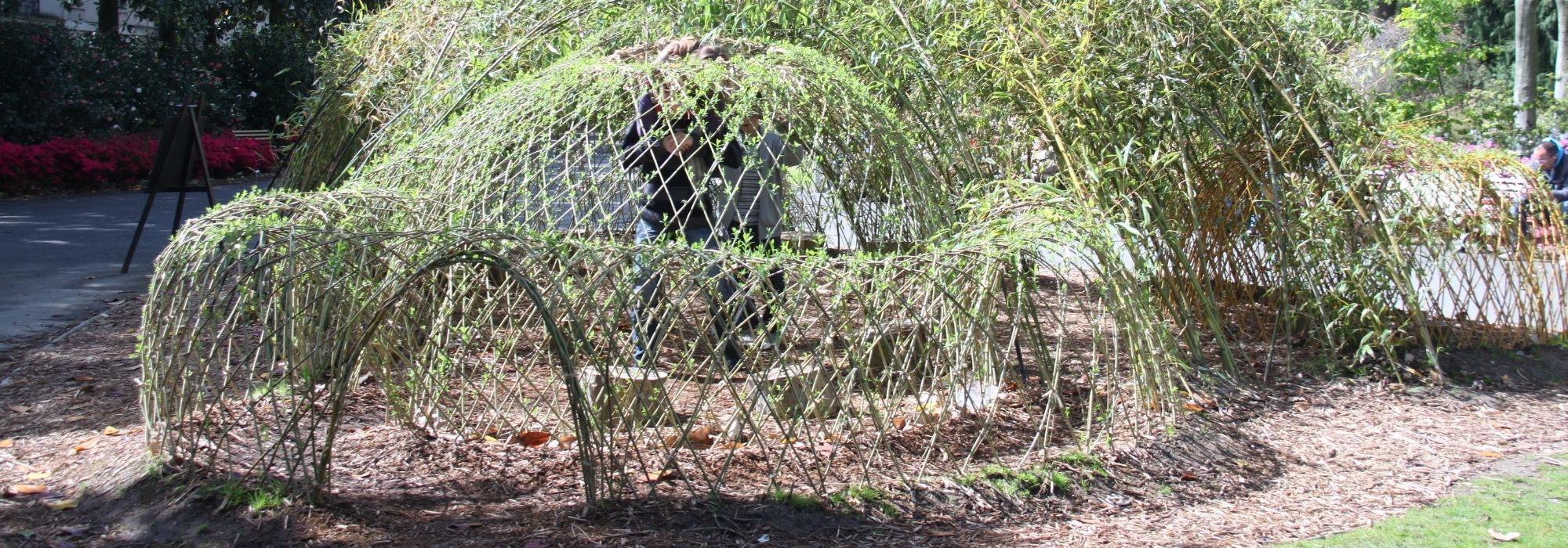Como fazer uma cabana em salgueiro vivo?