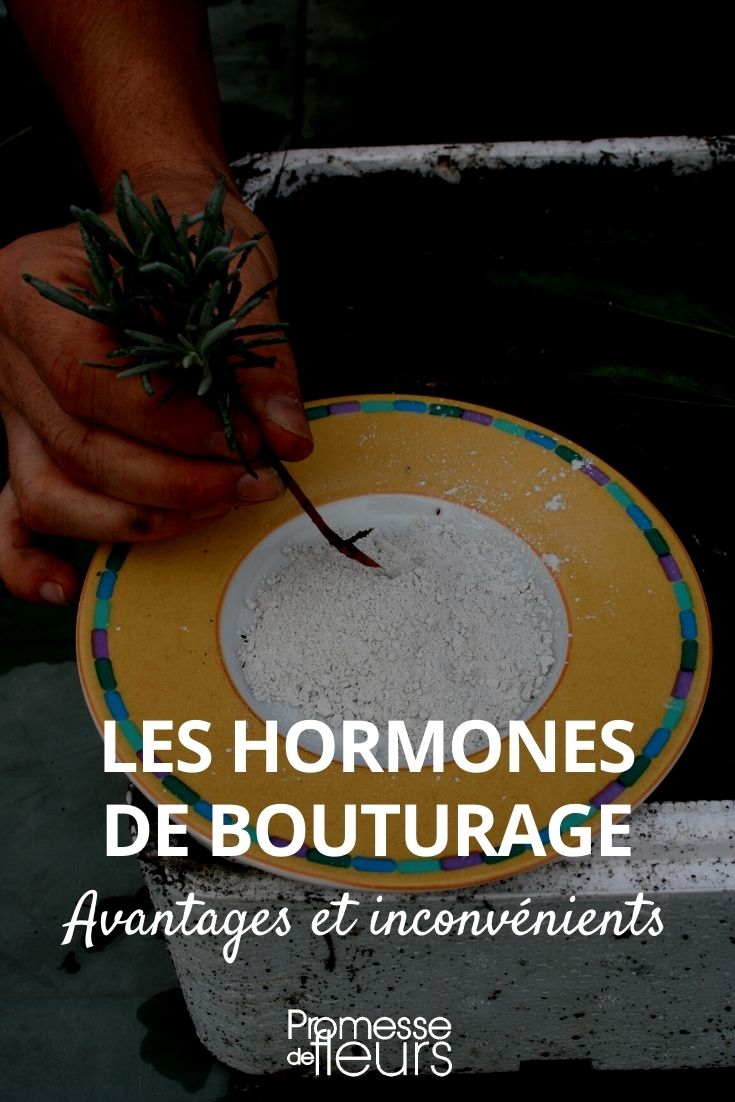 hormona de enraizamento