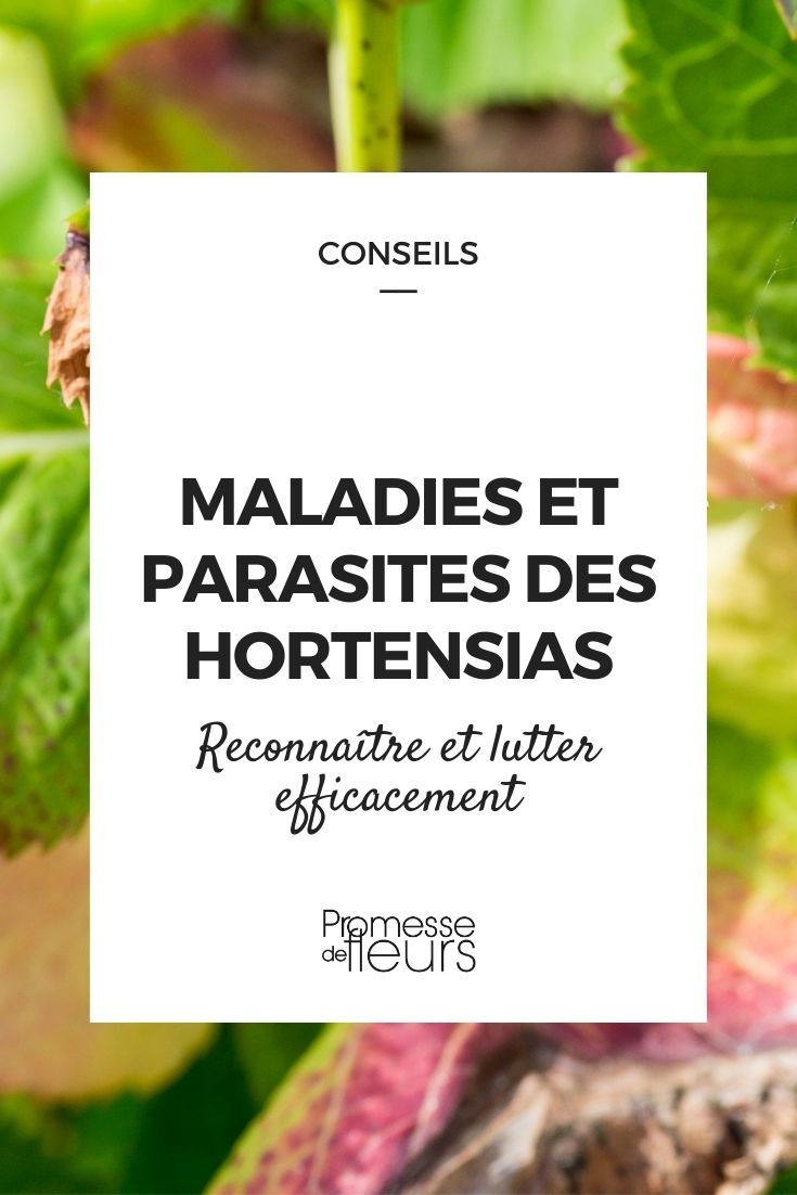 doenças e parasitas das hortênsias