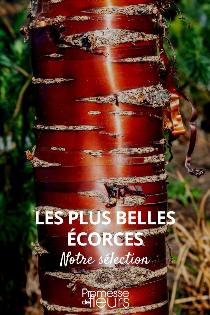 Belas cascas, cascas notáveis, árvores com casca decorativa