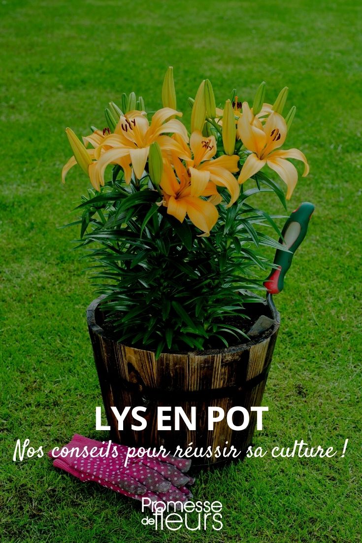 cultivar um lírio em vaso