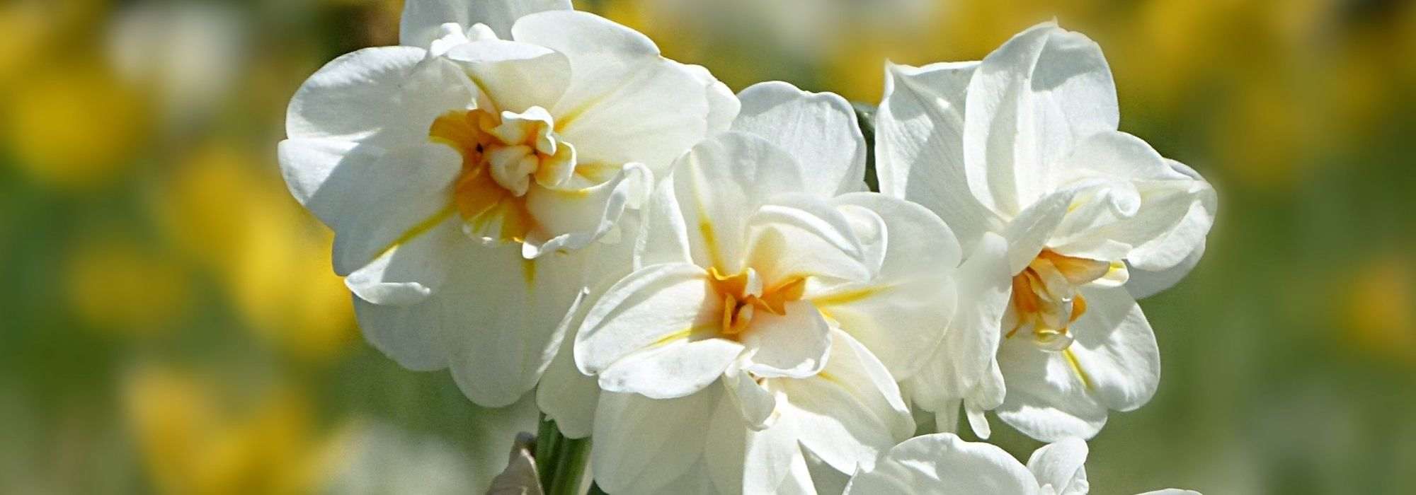 6 variedades de narcisos muito perfumadas