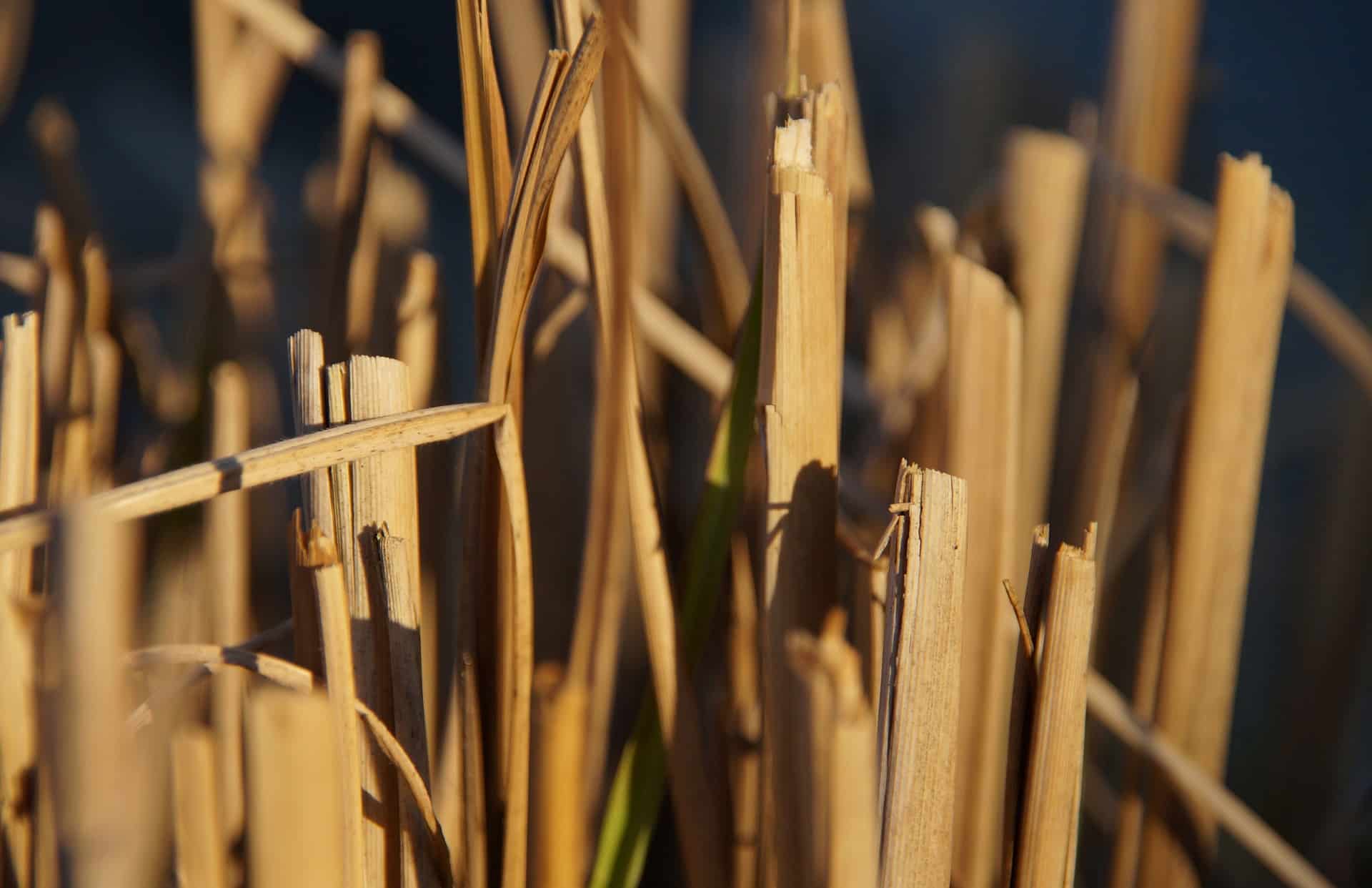 O cultivo em fardo de palha