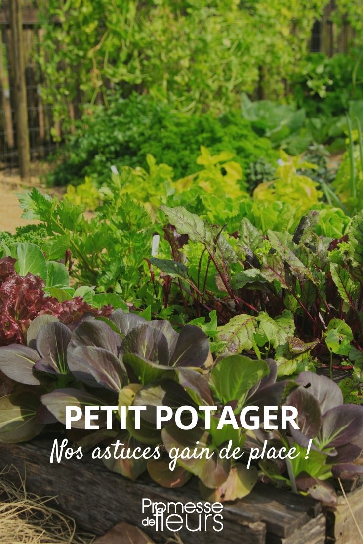 mini horta